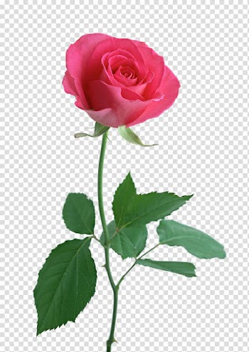 Rose Flower Pink , long flower transparent background PNG clipart