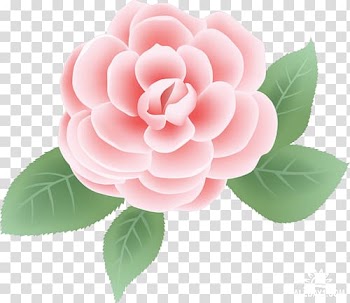 Rose Flower Pink , rose transparent background PNG clipart