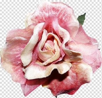 Rose Flower Pink, Roses transparent background PNG clipart