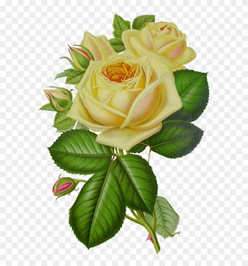 Rose Flower Png