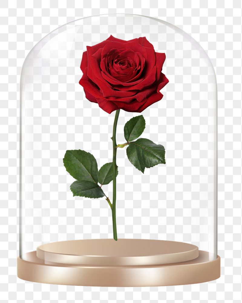 Rose flower png glass dome | Free PNG - rawpixel