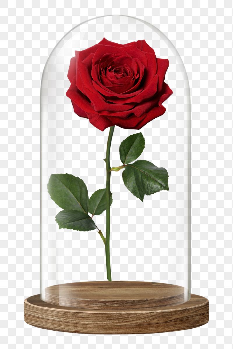 Rose flower png glass dome | Free PNG - rawpixel