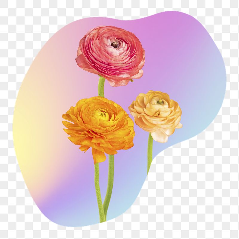 Rose flower png  on gradient | Free PNG - rawpixel