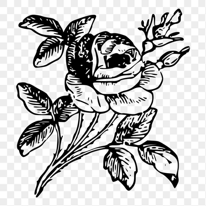 Rose flower png sticker illustration, | Free PNG - rawpixel