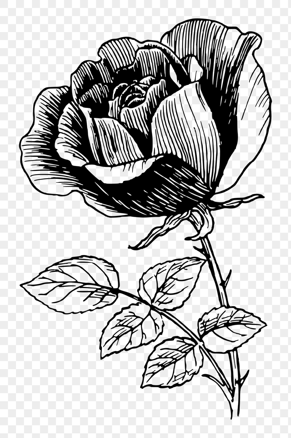 Rose flower png sticker, vintage | Free PNG - rawpixel