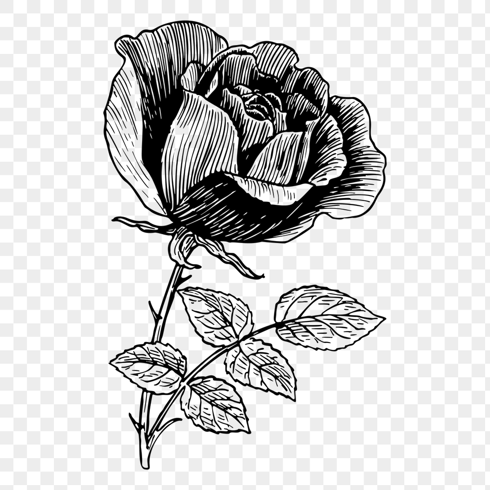 Rose flower png sticker, vintage | Free PNG - rawpixel