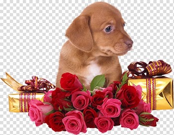 Rose Flower , Puppy with Rose transparent background PNG clipart