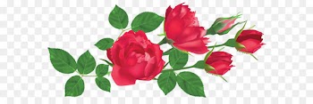 Rose Flower Red Clip art - Transparent Red Roses PNG Clipart Picture 