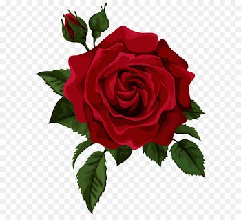 Rose Flower Red Euclidean vector - Red Rose with Bud Transparent PNG Clip Art Picture 