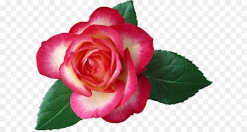 Rose Flower Red Leaf Clip art - Large Rose Clipart Picture 
