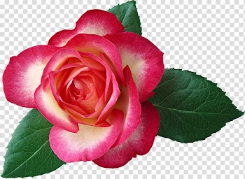 Rose Flower Red Leaf , Large Rose , red rose transparent background PNG clipart