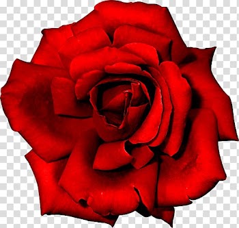 Rose Flower Red, Rosa Vermelha transparent background PNG clipart