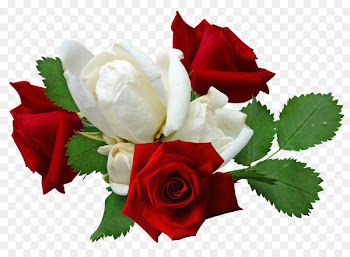 Rose Flower - Red roses and white roses 