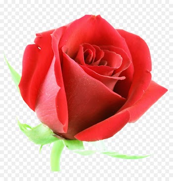 Rose Flower Red Stock photography Clip art - Beautiful floral design background image 
