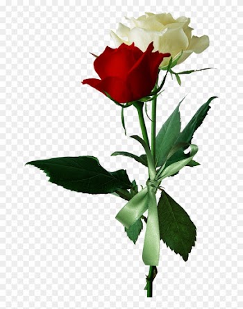 Rose Flower Red White - Rose