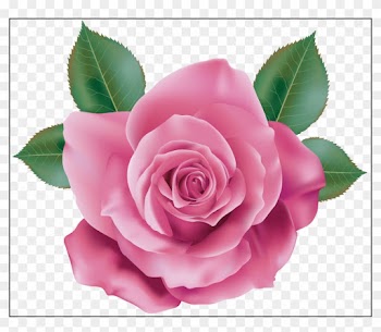 Rose Flower Rose Flower Hd Png Astonishing Pink Rose - Pink Rose Clip Art