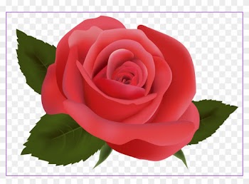 Rose Flower Rose Flower Hd Png Shocking Red Rose Png - Png Rose Hd