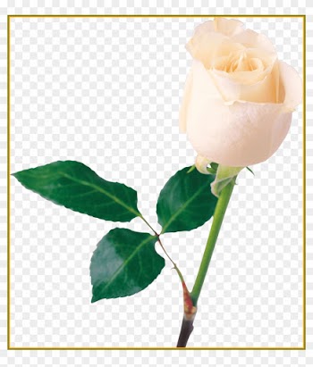 Rose Flower Rose Flower Mala For Wedding Appealing - Rose Png