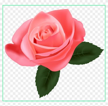 Rose Flower Rose Flower No Background Amazing Pink - Pink Rose Png