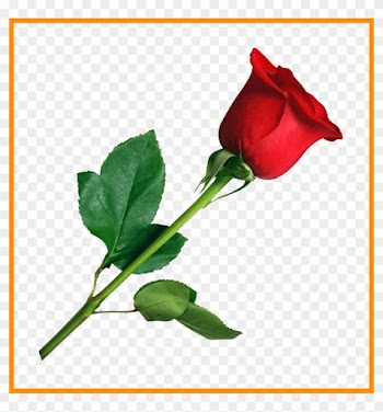 Rose Flower Rose Flower No Background Astonishing Rose - Flower Rose Png