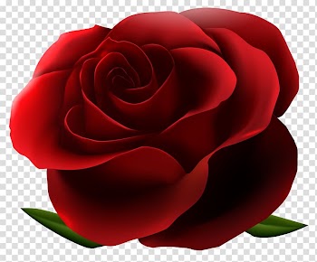 Rose Flower , rose flower transparent background PNG clipart