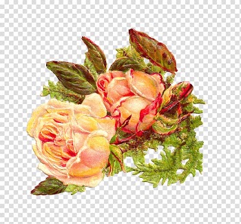 Rose Flower , rose petals transparent background PNG clipart