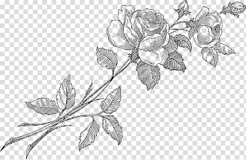 Rose Flower, rose transparent background PNG clipart