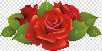 Rose Flower , Rose transparent background PNG clipart