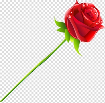 Rose Flower, rose transparent background PNG clipart