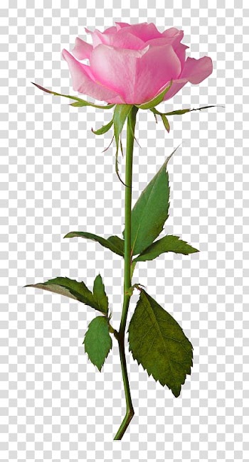 Rose Flower , rose transparent background PNG clipart