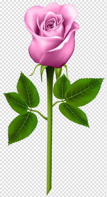 Rose Flower , rose transparent background PNG clipart
