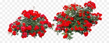 Rose Flower Shrub - Red rose bushes 