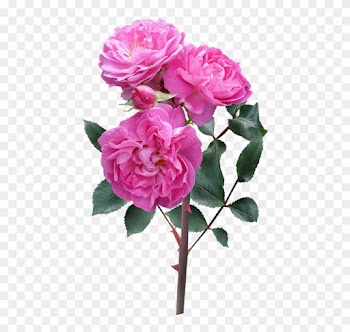 Rose, Flower, Stem Deep Pink Blooms - Flowers Rose Plant Png