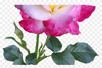 Rose Flower Stem Double Free Photo On Pixabay - Rose