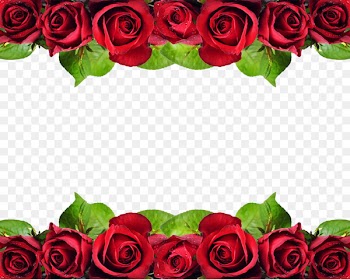 Rose Flower Stock photography - Rose background image 
