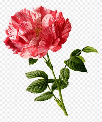 Rose, Flower, Vintage, Art, Cu Tout, Backless, Floral - Red Rose Framed Wall Art