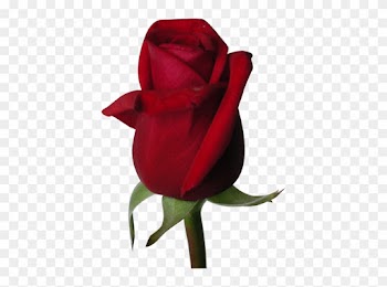 Rose Flower Wallpaper Background - Beautiful Red Rose Flowers
