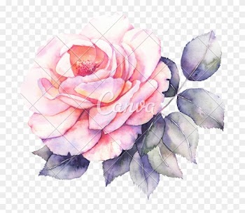 Rose Flower Watercolor - Monteil Rose Skin Creme