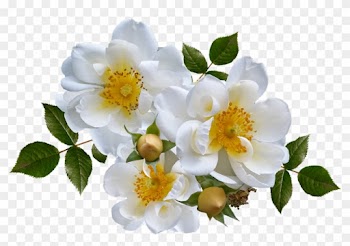 Rose, Flower, White, Arrangement - Rose Flower