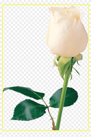Rose Flower White Rose Like Flower Shocking White Png - White Rose Page