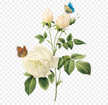 Rose Flower White - White rose PNG image, flower white rose PNG picture 