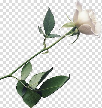 Rose Flower White, White roses transparent background PNG clipart