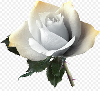 Rose Flower Yellow Pink - White Rose Pictures 