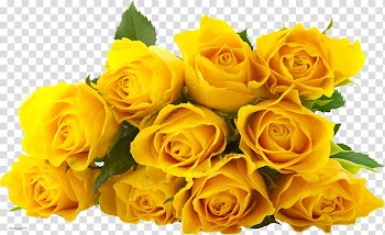 Rose Flower Yellow, yellow rose transparent background PNG clipart