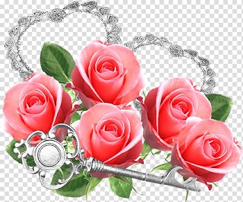 Rose Frames Flower, rose transparent background PNG clipart