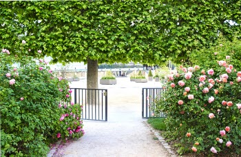 Rose garden in the Jardin des Plantes in Paris - path with the opened...