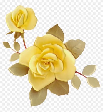 Rose - Garden Roses