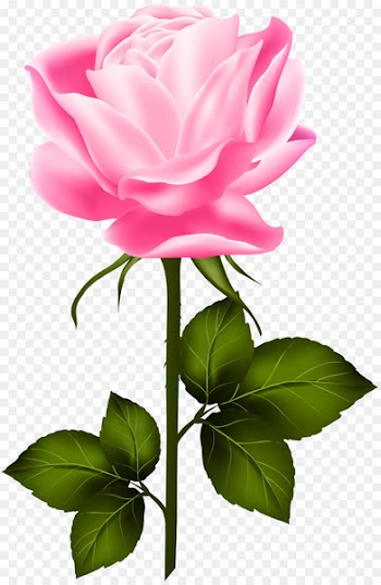 Rose, Garden Roses, Blue Rose, Flower, Flowering Plant PNG