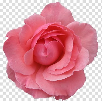Rose Gold Mega , pink rose flower transparent background PNG clipart