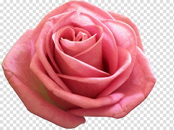 Rose Gold Mega , pink rose flower transparent background PNG clipart